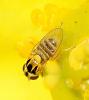 Thaumatomyia notata